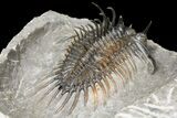 Spiny Comura Trilobite - Exceptional Preparation #131289-4